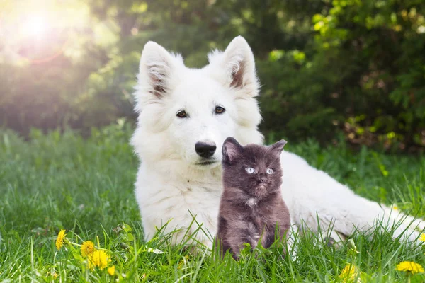 Blanco pastor cachorro y un gatito en verde hierba —  Fotos de Stock