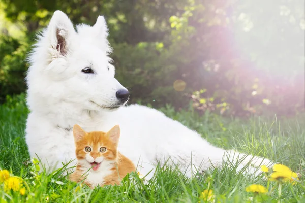 Белый щенок-пастух и котенок на зеленой траве — стоковое фото