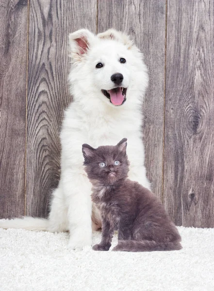 Puppy en kitten — Stockfoto