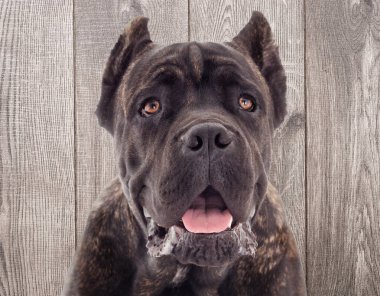 Cane corso köpek ahşap arka plan üzerinde portresi