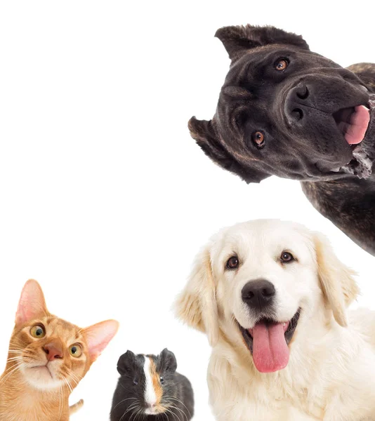 Hund und Katze und schlaue Blicke — Stockfoto