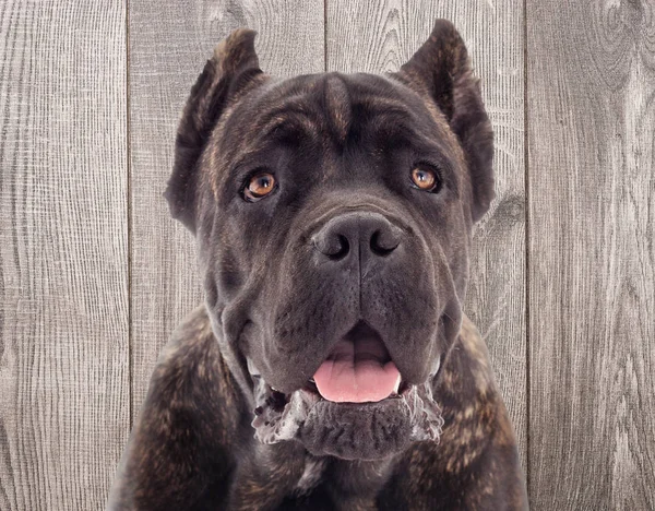 Portréja egy cane corso kutya egy fából készült háttér — Stock Fotó