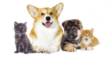 köpek ve kedi yavrusu arıyorum 