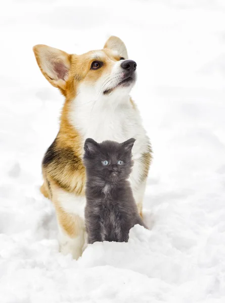 Dog And a kitten on a winter walk — Stock Photo, Image