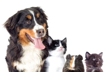 Bernese dağ köpeği ve beyaz bir arka plan üzerinde yavru kedi