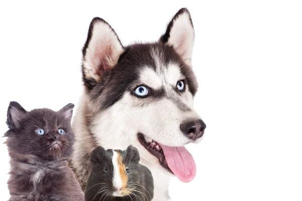 Portrét psa a kotě a morče na bílém pozadí — Stock fotografie