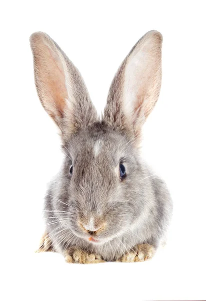 Divertente coniglio guardando — Foto Stock