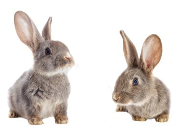 Komik Tavşan izlerken