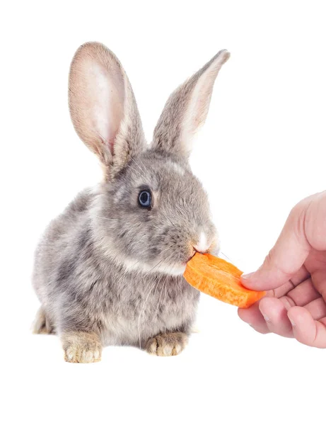 Funny rabbit eats carrots — Stock Photo, Image