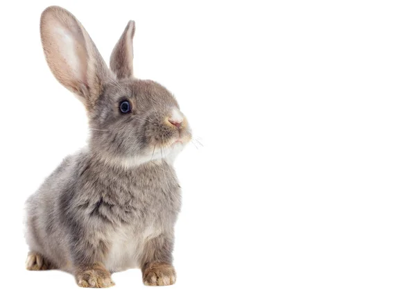 Funny rabbit watching — Stock Photo, Image