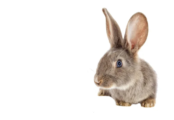 Funny rabbit watching — Stock Photo, Image