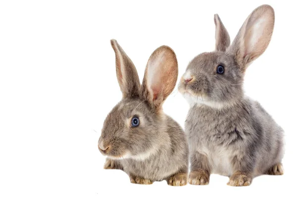 Funny rabbit watching — Stock Photo, Image