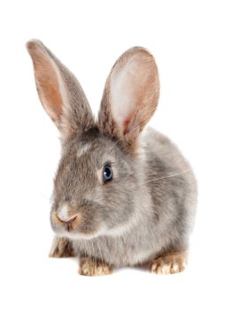 Komik Tavşan izlerken