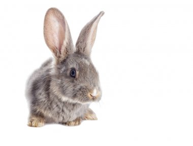 Komik Tavşan izlerken