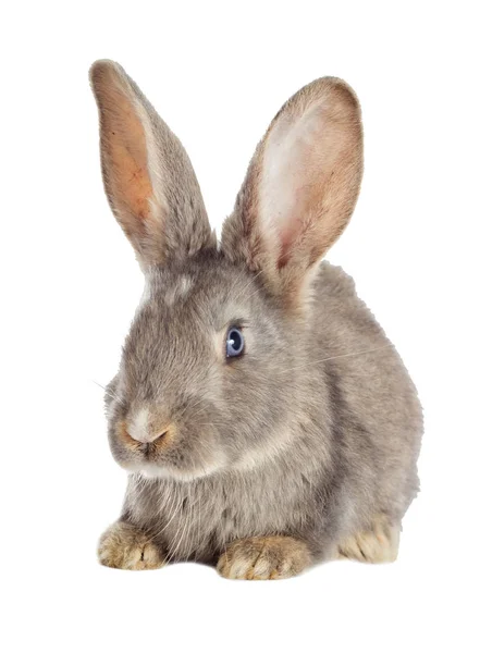 見て面白いウサギ — ストック写真