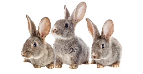 Funny rabbit watching — Stock Photo, Image