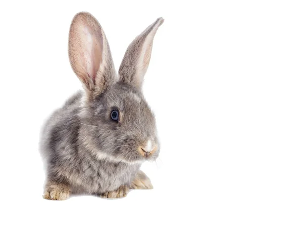 見て面白いウサギ — ストック写真