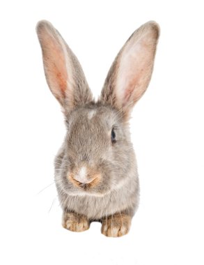 Komik Tavşan izlerken