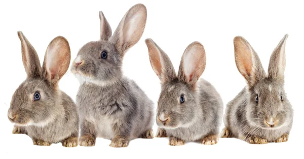 Komik Tavşan izlerken — Stok fotoğraf