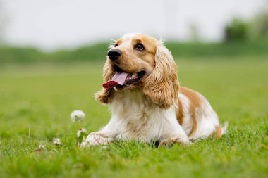 Yeşil çimenlerin üzerinde Spaniel köpek