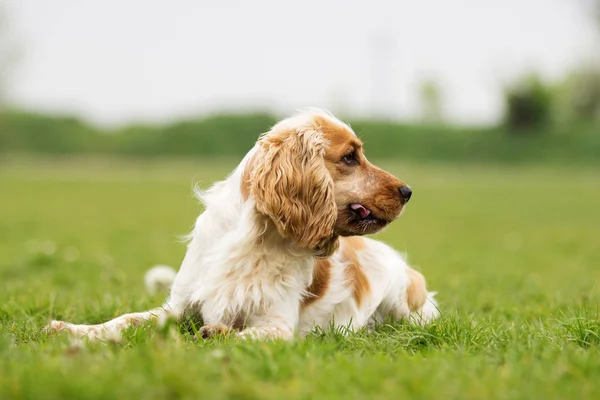 Yeşil çimlere seyir spaniel köpek — Stok fotoğraf