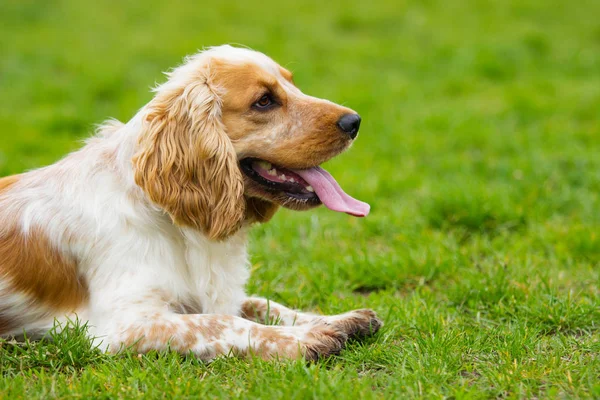 Cão de spaniel em uma grama verde — Fotografia de Stock