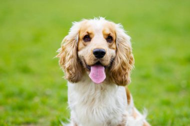 Portre seyir bir spaniel köpek