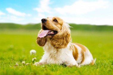 Komik spaniel köpek açık havada