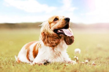 Spaniel köpek açık havada, renkler soluk