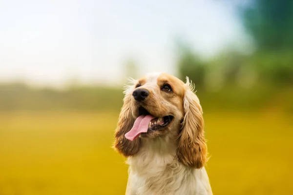 Portrait of a spaniel dog — Stock Photo, Image