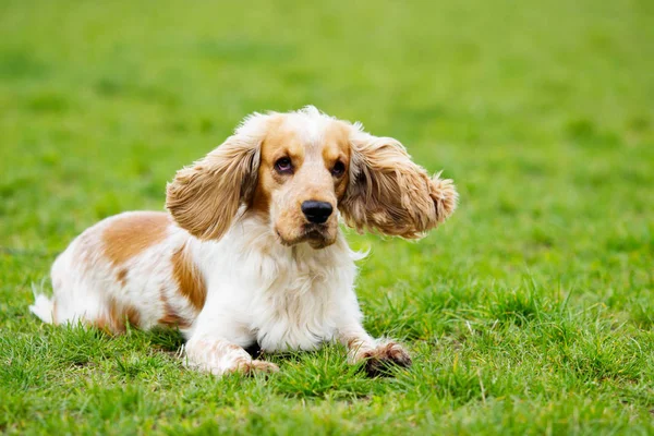 Komik spaniel köpek açık havada — Stok fotoğraf