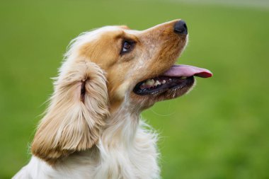 Açık havada yana doğru seyir spaniel köpek portresi