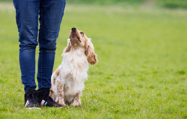 Spaniel köpek açık havada, oturmak için bir komut gerçekleştirir yanında