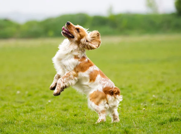 Spaniel cão ao ar livre saltando para cima — Fotografia de Stock