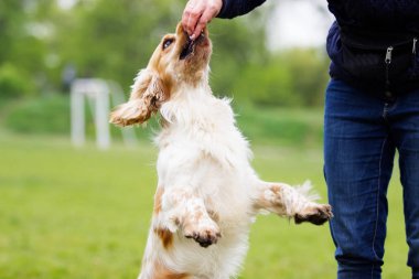 Açık havada yukarı zıplama spaniel köpek