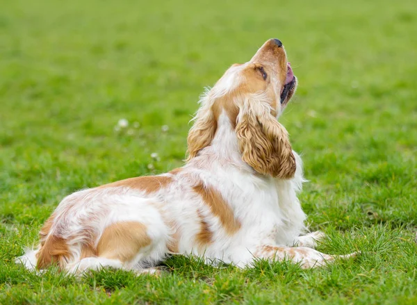 Spaniel hond zijwaarts op zoek — Stockfoto