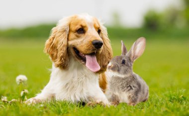 Spaniel köpek ve tavşan yeşil çimenlerin üzerinde
