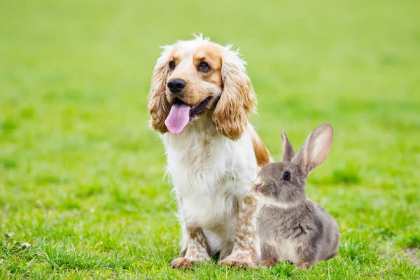 spaniel dog And rabbit looking