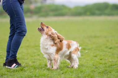 açık havada oynayan köpek