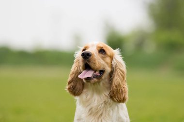 Portre seyir bir spaniel köpek