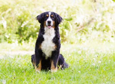 Bernese dağ köpeği açık havada yeşil çimenlerin üzerinde