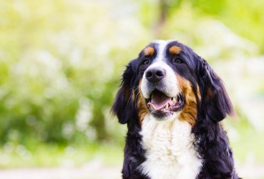 Bernese dağ köpeği açık havada yeşil çimenlerin üzerinde