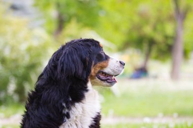 Bernese dağ köpeği açık havada yeşil çimenlerin üzerinde