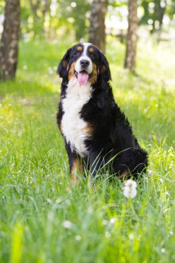 Bernese dağ köpeği açık havada yeşil çimenlerin üzerinde