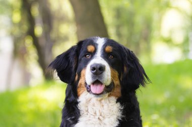Bernese dağ köpeği açık havada yeşil çimenlerin üzerinde