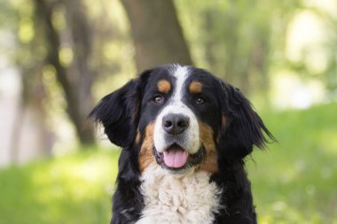 Bernese dağ köpeği açık havada yeşil çimenlerin üzerinde