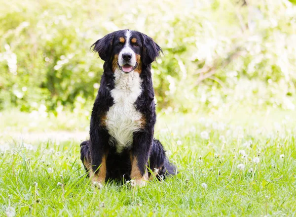 Bernese Mountain Dog ao ar livre na grama verde — Fotografia de Stock