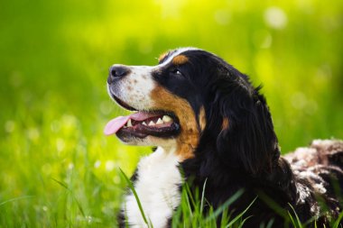 Bernese dağ köpeği yanlara açık havada yeşil g arıyorum namlu çıkış
