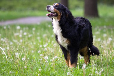 Bernese dağ köpeği, açık havada, yeşil çimenlerin üzerinde görünüyor