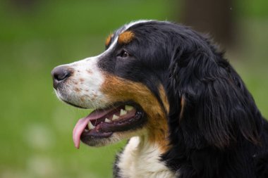 portre Bernese dağ köpeği açık havada, yeşil çimenlerin üzerinde görünüyor